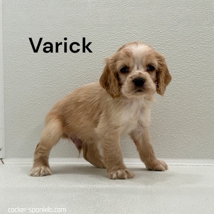 puppy, for, sale, Cocker Spaniel, Joe & Cherri  Overlease, dog, breeder, Miller, MO, dog-breeder, puppy-for-sale, forsale, nearby, find, puppyfind, locator, puppylocator, aca